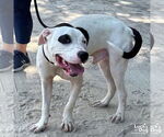 Small #5 American Pit Bull Terrier Mix