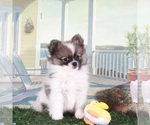 Small #3 Pomeranian