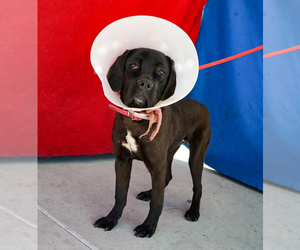 Boxer-Mastiff Mix Dogs for adoption in Pasadena, CA, USA