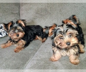 Yorkshire Terrier Puppy for sale in AKRON, OH, USA