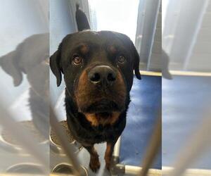 Rottweiler Dogs for adoption in Downey, CA, USA