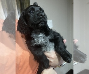 English Cocker Spaniel Puppy for sale in HARWOOD, TX, USA