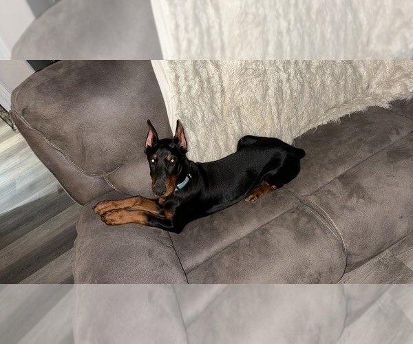 Medium Photo #1 Doberman Pinscher Puppy For Sale in GREENWOOD, AR, USA
