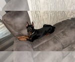 Small Photo #1 Doberman Pinscher Puppy For Sale in GREENWOOD, AR, USA