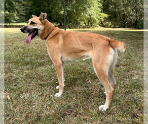 Skye - Female Golden Shepherd Dog for Adoption - Photo #4