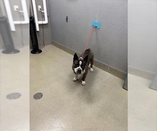 Medium Photo #1 French Bulldog-Siberian Husky Mix Puppy For Sale in Las Vegas, NV, USA