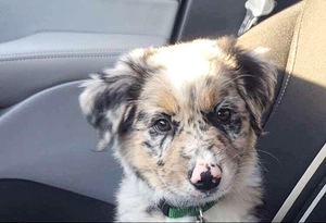 Australian Shepherd-Collie Mix Puppy for sale in WASHBURN, WI, USA
