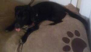 Basset Hound-Labrador Retriever Mix Puppy for sale in COLUMBIA, SC, USA