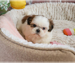 Small #14 Shih Tzu