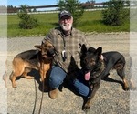 Small #7 German Shepherd Dog