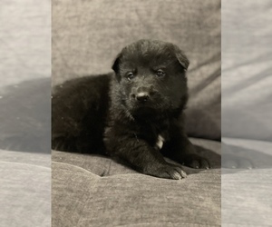 German Shepherd Dog Puppy for sale in JEFFERSON, OR, USA