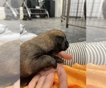 Small Photo #181 Belgian Malinois Puppy For Sale in REESEVILLE, WI, USA