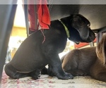 Small Photo #11 Labrador Retriever Puppy For Sale in TRACY, CA, USA