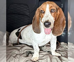 Basset Hound Dogs for adoption in Deepwater, NJ, USA