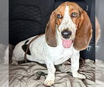 Small #1 Basset Hound
