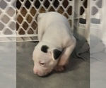 Small #2 American Pit Bull Terrier