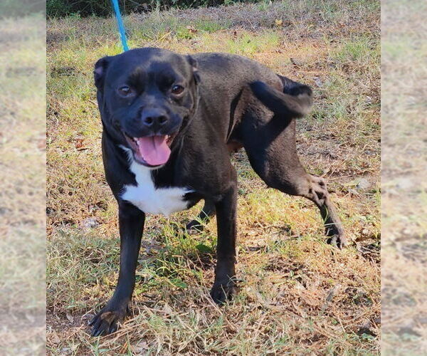 Medium Photo #4 Mutt Puppy For Sale in Wetumpka, AL, USA