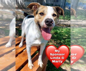 Toupee - Male Mutt Dog for Adoption - Photo #6