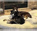 Small #10 Border Collie