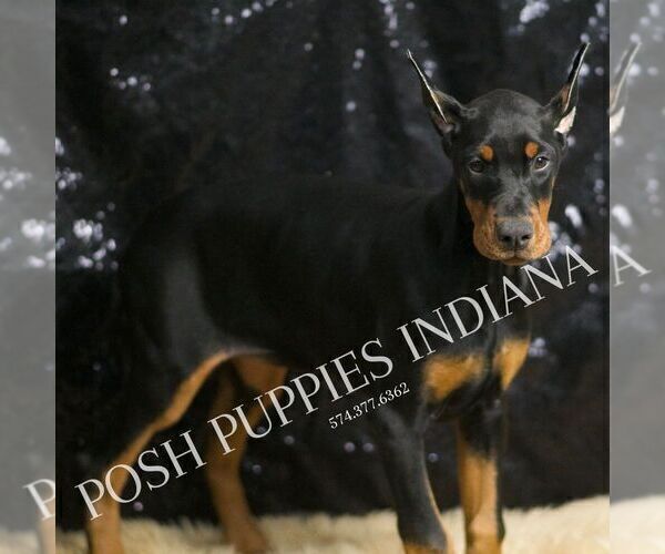 Medium Photo #4 Doberman Pinscher Puppy For Sale in WARSAW, IN, USA