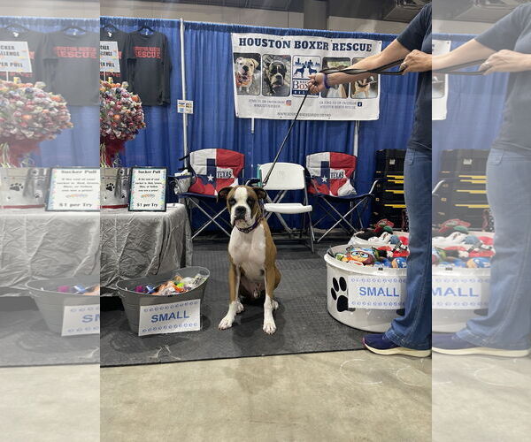 Medium Photo #3 Boxer Puppy For Sale in  Katy, TX, USA