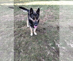 Matthias - Male German Shepherd Dog Dog for Adoption - Photo #5