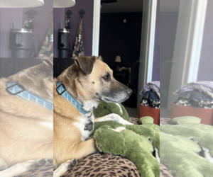 MILO#8 - Male Anatolian Shepherd Dog for Adoption - Photo #3