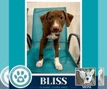 Small #1 Labrador Retriever Mix