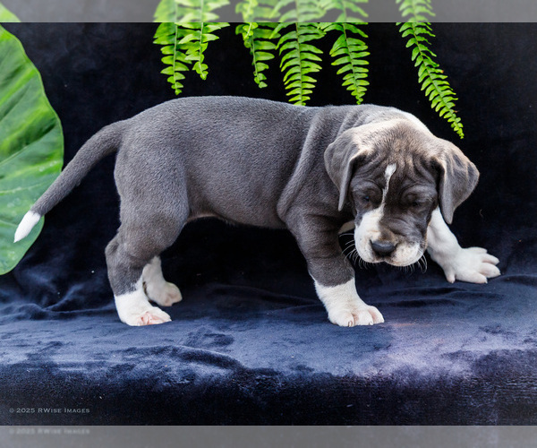 Medium Photo #20 Great Dane Puppy For Sale in WAKARUSA, IN, USA