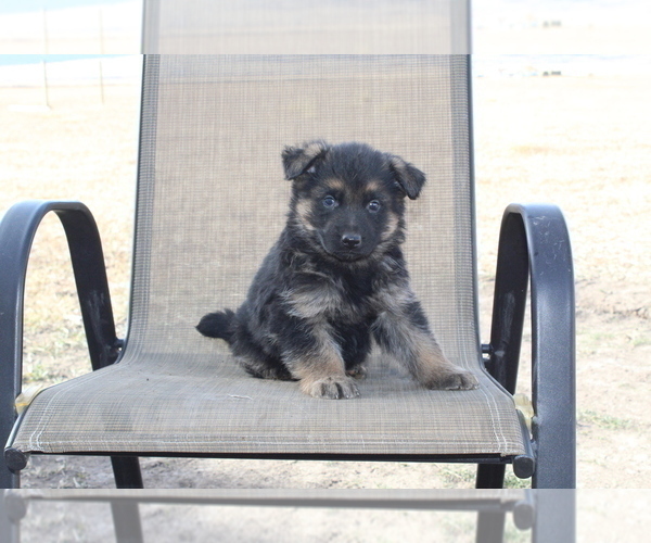 Medium Photo #2 German Shepherd Dog Puppy For Sale in WESTCLIFFE, CO, USA