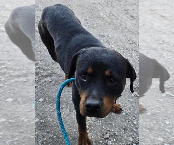 Medium Photo #4 Rottweiler Puppy For Sale in San Antonio, TX, USA