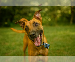 Scooby - Male Black Mouth Cur-Rhodesian Ridgeback Mix Dog for Adoption - Photo #3