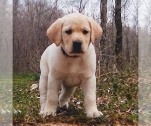 Labrador Retriever Puppy for sale in LINDEN, TN, USA