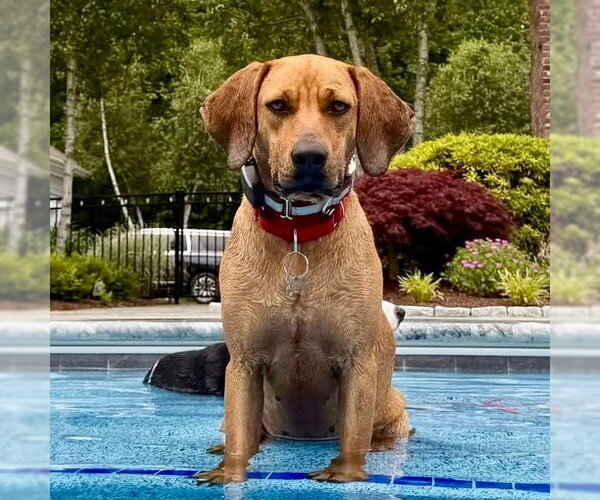 Medium Photo #15 Coonhound-Unknown Mix Puppy For Sale in Canton, CT, USA