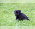 Small Photo #12 Labrador Retriever Puppy For Sale in HYDE PARK, VT, USA