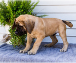 Small Photo #63 Mastiff Puppy For Sale in WAKARUSA, IN, USA
