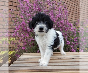 Labradoodle Puppy for sale in MILLERSBURG, OH, USA