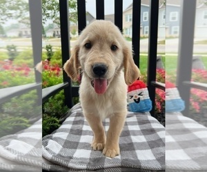 Golden Retriever Puppy for sale in INDIANAPOLIS, IN, USA