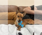 Small #2 Chihuahua