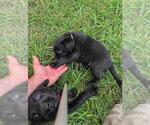 Small #1 Labrador Retriever