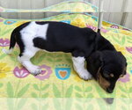 Small #2 Dachshund