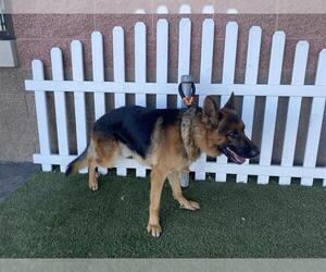 German Shepherd Dog Dogs for adoption in Modesto, CA, USA