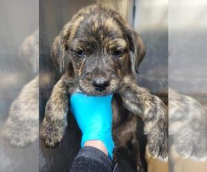 Mutt Dogs for adoption in San Antonio, TX, USA