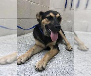 Labrador Retriever Dogs for adoption in Conroe, TX, USA