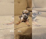Small Photo #10 Catahoula Leopard Dog-Rottweiler Mix Puppy For Sale in BRADFORD, NY, USA