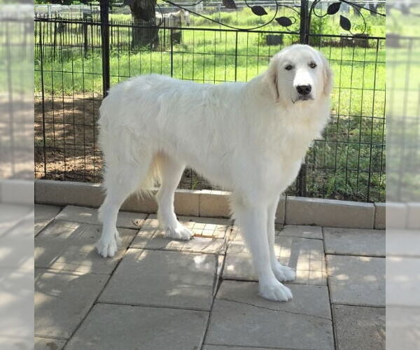 Medium Photo #2 Great Pyrenees Puppy For Sale in Spring, TX, USA