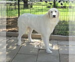 Small #1 Great Pyrenees