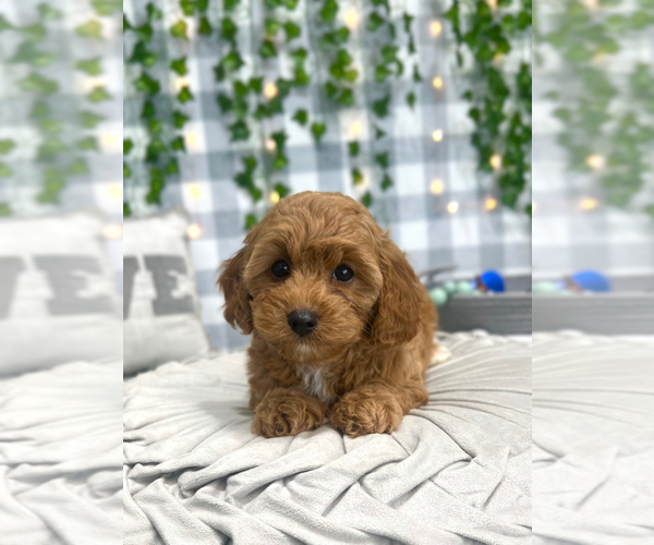 Medium Photo #1 Cavapoo Puppy For Sale in MARIETTA, GA, USA