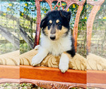 Small Photo #4 Collie Puppy For Sale in OCALA, FL, USA