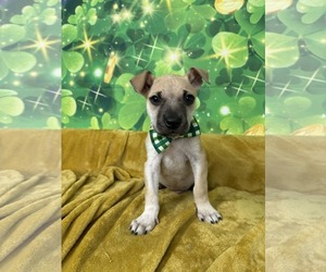 Mutt Dogs for adoption in Plainfield, IL, USA